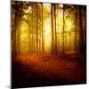 The Smell of Autumn-Philippe Sainte-Laudy-Mounted Photographic Print