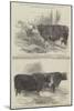 The Smithfield Club Cattle Show, Prize Cattle-Harrison William Weir-Mounted Giclee Print