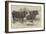 The Smithfield Club Prize Cattle Show-Harrison William Weir-Framed Giclee Print