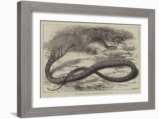 The Snake-Eating Serpent in the Zoological Society's Gardens-Thomas W. Wood-Framed Giclee Print