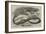 The Snake-Eating Serpent in the Zoological Society's Gardens-Thomas W. Wood-Framed Giclee Print