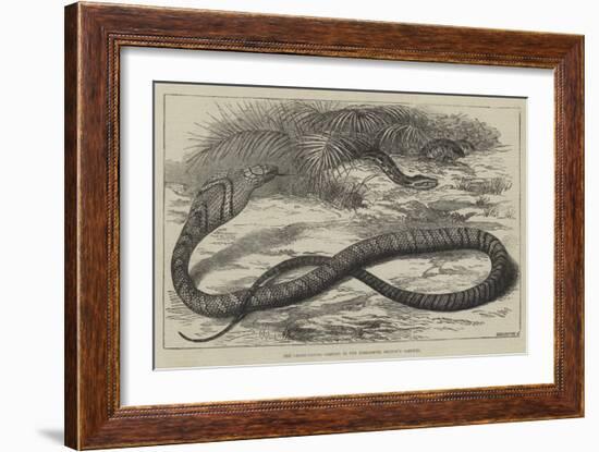 The Snake-Eating Serpent in the Zoological Society's Gardens-Thomas W. Wood-Framed Giclee Print