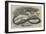 The Snake-Eating Serpent in the Zoological Society's Gardens-Thomas W. Wood-Framed Giclee Print