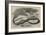 The Snake-Eating Serpent in the Zoological Society's Gardens-Thomas W. Wood-Framed Giclee Print