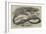 The Snake-Eating Serpent in the Zoological Society's Gardens-Thomas W. Wood-Framed Giclee Print
