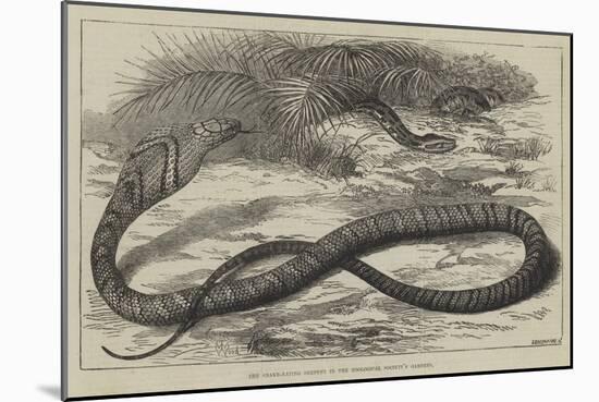 The Snake-Eating Serpent in the Zoological Society's Gardens-Thomas W. Wood-Mounted Giclee Print