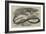 The Snake-Eating Serpent in the Zoological Society's Gardens-Thomas W. Wood-Framed Giclee Print