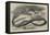 The Snake-Eating Serpent in the Zoological Society's Gardens-Thomas W. Wood-Framed Premier Image Canvas
