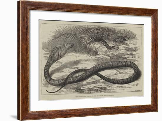 The Snake-Eating Serpent in the Zoological Society's Gardens-Thomas W. Wood-Framed Giclee Print