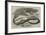 The Snake-Eating Serpent in the Zoological Society's Gardens-Thomas W. Wood-Framed Giclee Print