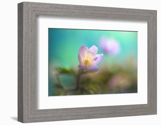 The softest spring ll-Heidi Westum-Framed Photographic Print