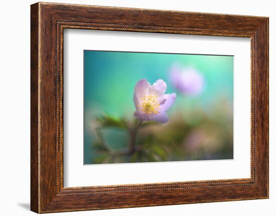 The softest spring ll-Heidi Westum-Framed Photographic Print