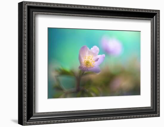 The softest spring ll-Heidi Westum-Framed Photographic Print