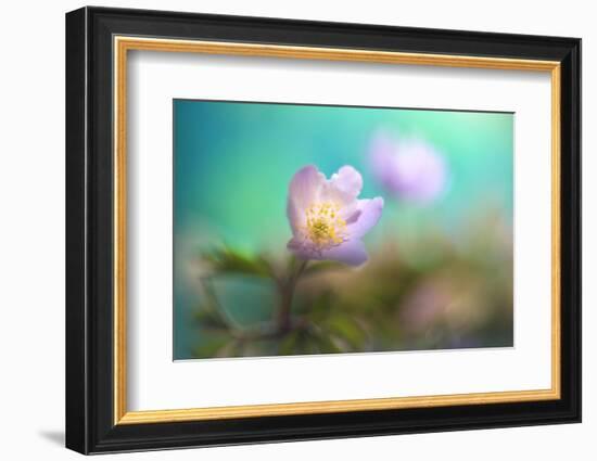 The softest spring ll-Heidi Westum-Framed Photographic Print