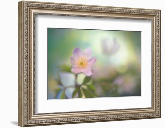 The softest spring-Heidi Westum-Framed Photographic Print