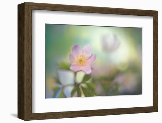 The softest spring-Heidi Westum-Framed Photographic Print