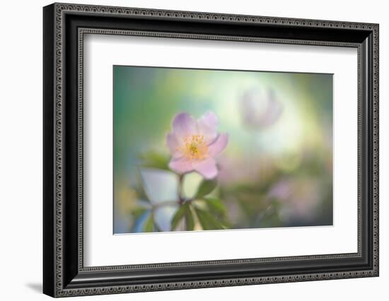 The softest spring-Heidi Westum-Framed Photographic Print