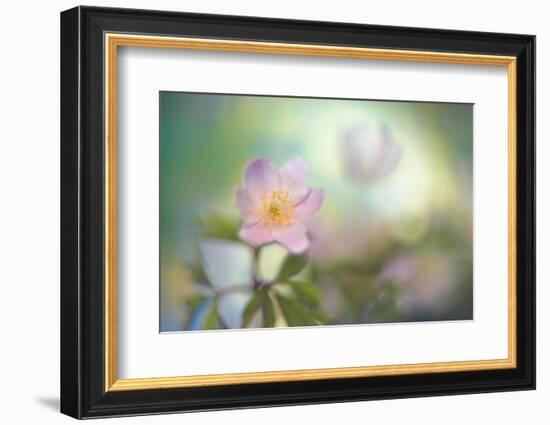 The softest spring-Heidi Westum-Framed Photographic Print