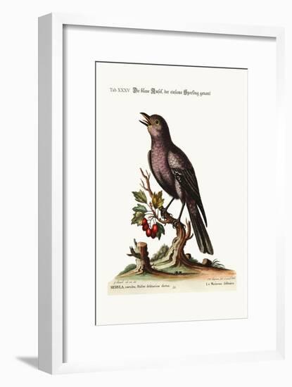 The Solitary Sparrow, 1749-73-George Edwards-Framed Giclee Print