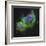 The Soul Nebula-Stocktrek Images-Framed Photographic Print