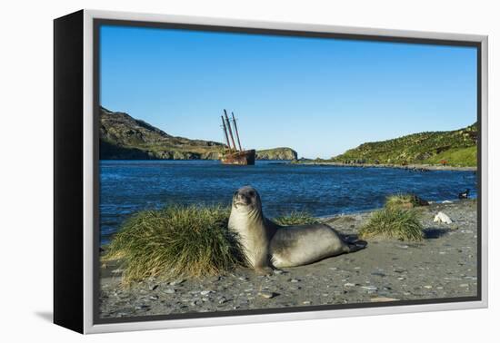 The southern elephant seal (Mirounga leonina) in front of an old whaling boat, Ocean Harbour, South-Michael Runkel-Framed Premier Image Canvas