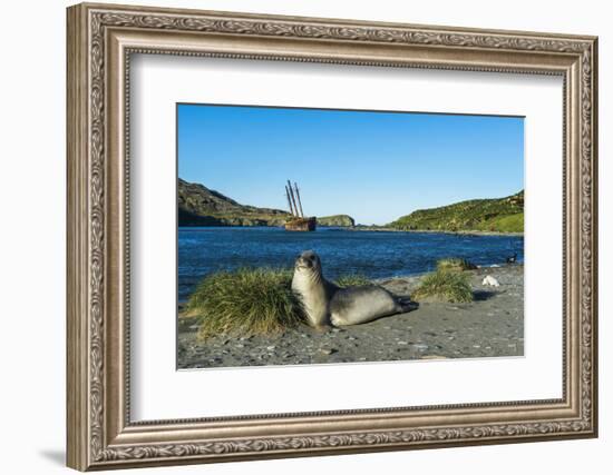 The southern elephant seal (Mirounga leonina) in front of an old whaling boat, Ocean Harbour, South-Michael Runkel-Framed Photographic Print