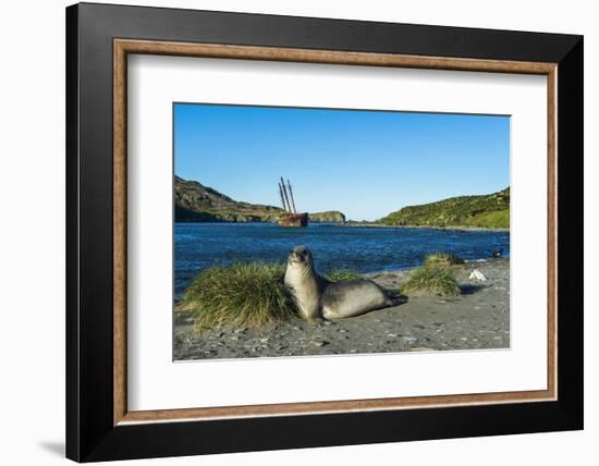 The southern elephant seal (Mirounga leonina) in front of an old whaling boat, Ocean Harbour, South-Michael Runkel-Framed Photographic Print