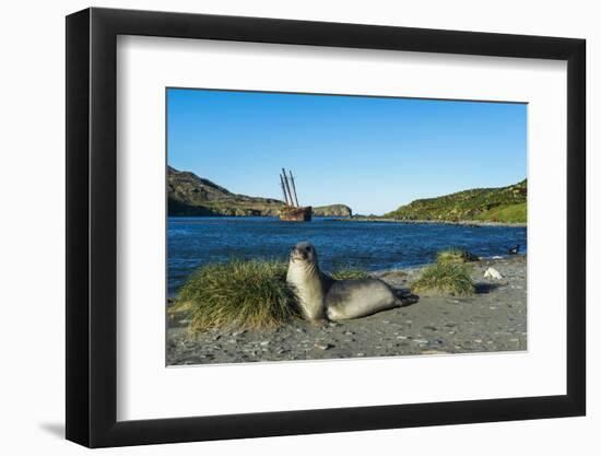 The southern elephant seal (Mirounga leonina) in front of an old whaling boat, Ocean Harbour, South-Michael Runkel-Framed Photographic Print