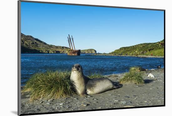 The southern elephant seal (Mirounga leonina) in front of an old whaling boat, Ocean Harbour, South-Michael Runkel-Mounted Photographic Print
