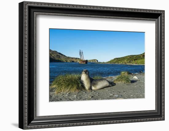 The southern elephant seal (Mirounga leonina) in front of an old whaling boat, Ocean Harbour, South-Michael Runkel-Framed Photographic Print