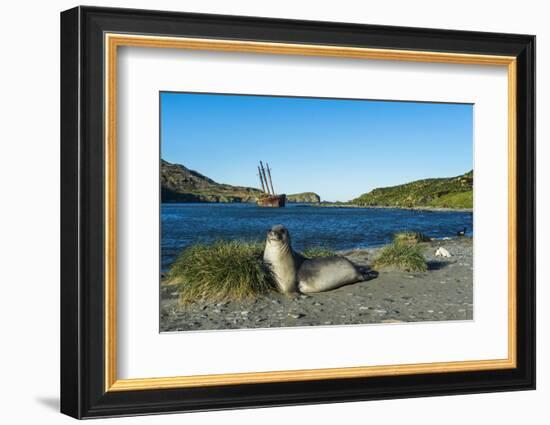 The southern elephant seal (Mirounga leonina) in front of an old whaling boat, Ocean Harbour, South-Michael Runkel-Framed Photographic Print