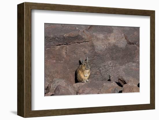 The Southern Vizcacha Found in the Peruvian Andes, are Rodents-Mallorie Ostrowitz-Framed Photographic Print