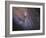 The Southwest Spiral Arm of Messier 31-null-Framed Photographic Print