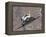 The Space Shuttle Discovery Approaches the International Space Station for Docking-Stocktrek Images-Framed Premier Image Canvas