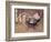 The Spangled Cock-Joseph Crawhall-Framed Premium Giclee Print