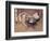 The Spangled Cock-Joseph Crawhall-Framed Premium Giclee Print