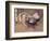 The Spangled Cock-Joseph Crawhall-Framed Premium Giclee Print