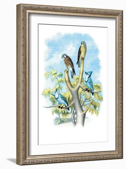 The Sparrow Hawk-Theodore Jasper-Framed Art Print