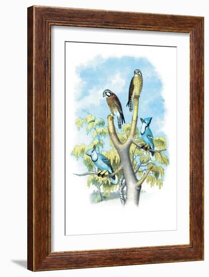 The Sparrow Hawk-Theodore Jasper-Framed Art Print