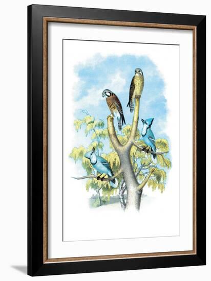 The Sparrow Hawk-Theodore Jasper-Framed Art Print