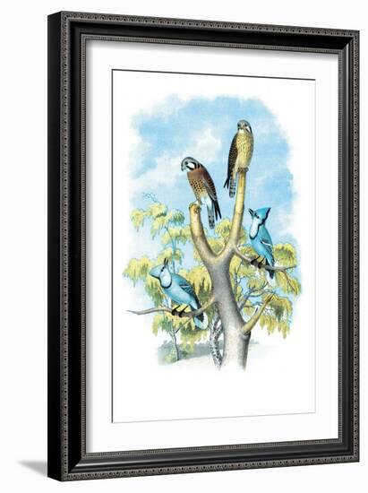 The Sparrow Hawk-Theodore Jasper-Framed Art Print