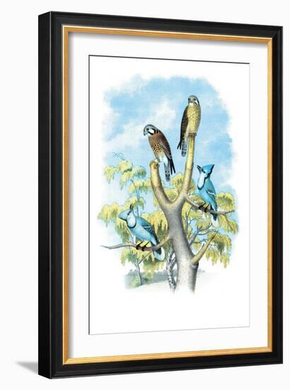 The Sparrow Hawk-Theodore Jasper-Framed Art Print