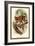 The Spectral Tarsier-Sir William Jardine-Framed Art Print