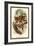 The Spectral Tarsier-Sir William Jardine-Framed Art Print