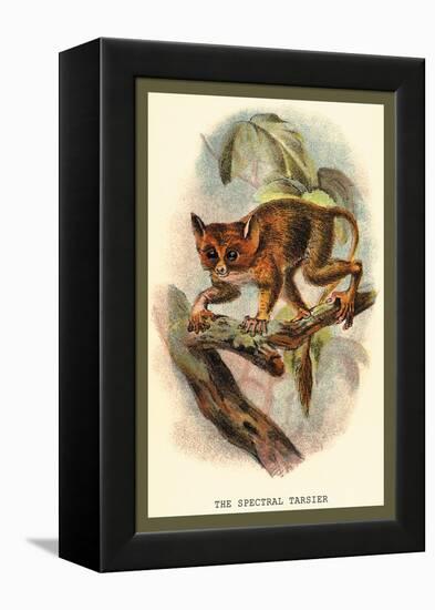 The Spectral Tarsier-Sir William Jardine-Framed Stretched Canvas