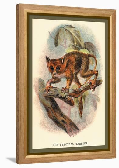 The Spectral Tarsier-Sir William Jardine-Framed Stretched Canvas