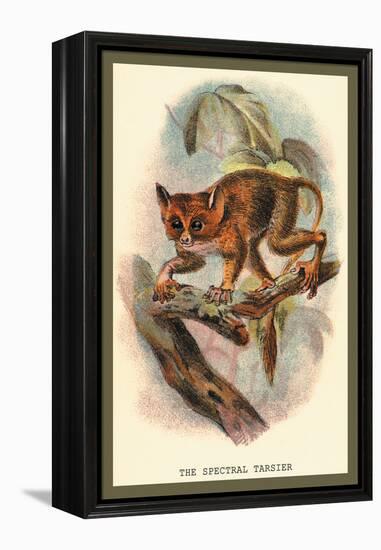 The Spectral Tarsier-Sir William Jardine-Framed Stretched Canvas