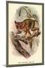 The Spectral Tarsier-Sir William Jardine-Mounted Art Print