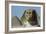 The Sphinx, 4th Dynasty-null-Framed Giclee Print