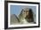 The Sphinx, 4th Dynasty-null-Framed Giclee Print